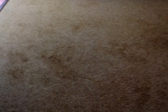 Abfresh | North East Carpet & Upholstery Cleaning Services